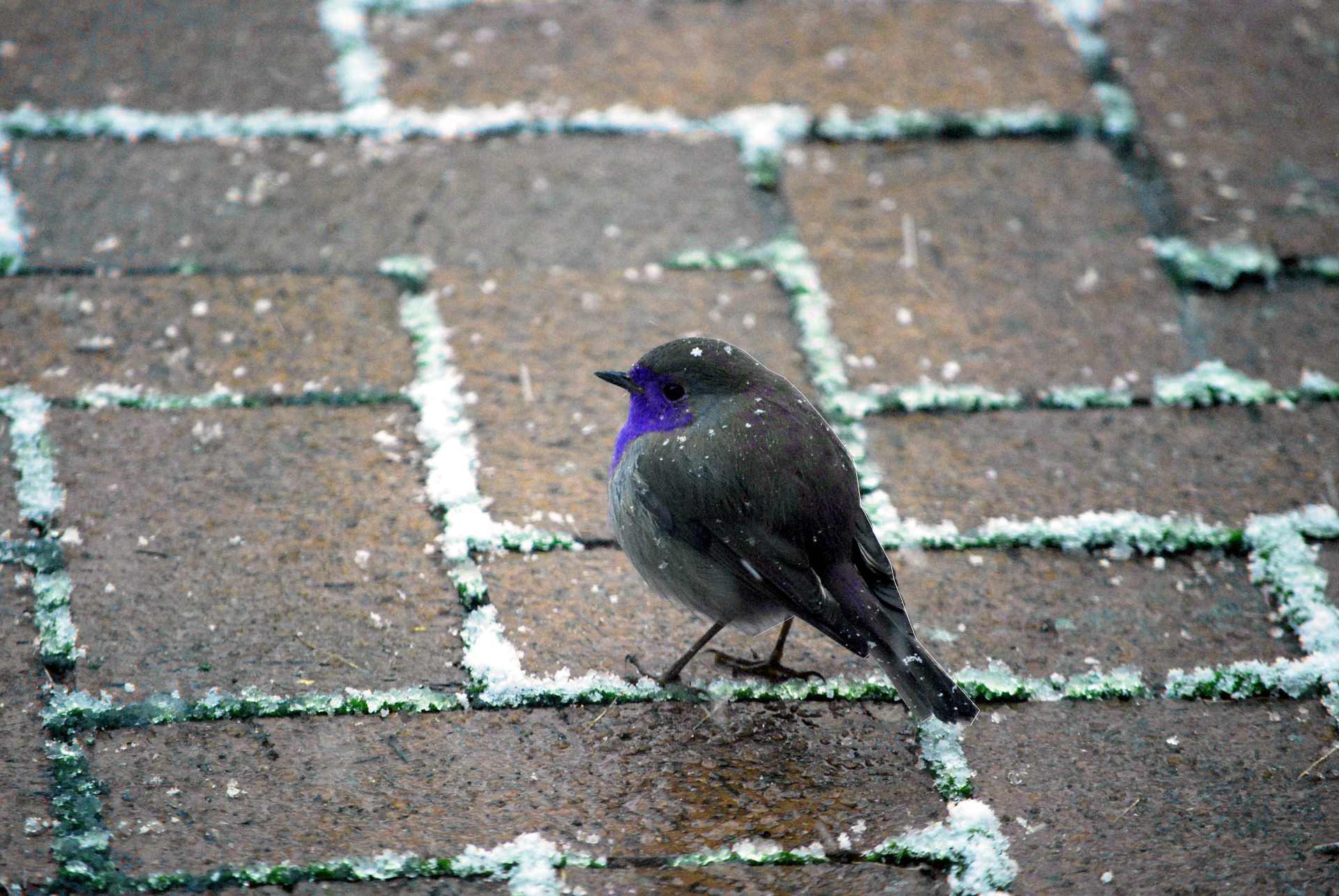 Ein blauer Vogel im Winter