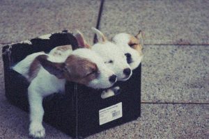 schlafende Hunde