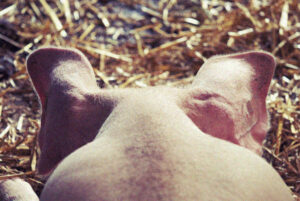 Kompromiss mit China? Lebend entnommene Schweineohren dürfen wohl trotz Schweinepest exportiert werden