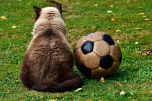 eine Katze sitzt neben einem alten Fußball.